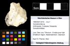Foto (Objekt + Etiketten) von Goniodromites sp. 